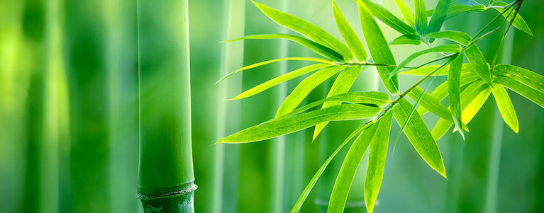 Spa - Bamboo Stalks With Leaves