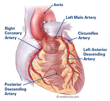 Arteries of the Heart