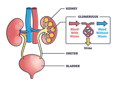 Kidney Function Diagram