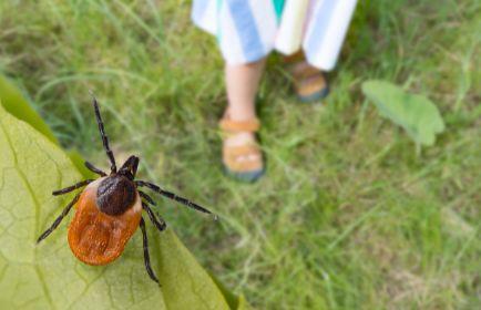 Black-Legged Tick Carrying Lyme Disease 