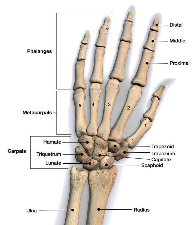 Bones of the Hand and Wrist