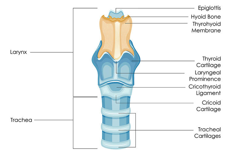 Larynx Anatomy Diagram