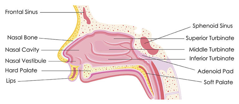 Nose and Sinus Diagram