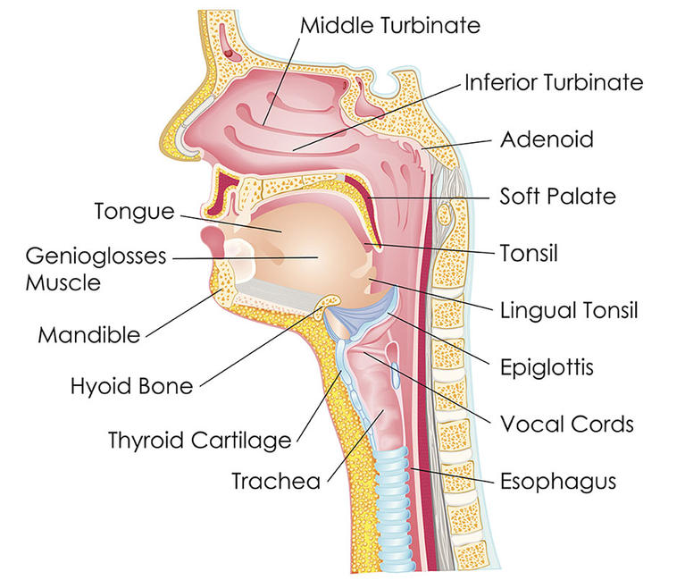 Throat Anatomy Diagram