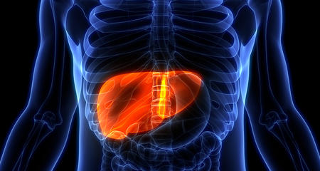 liver in human anatomy