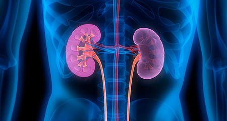 Graphic of kidneys within the body