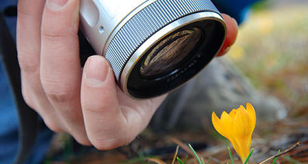 Close Up Photography of Flower