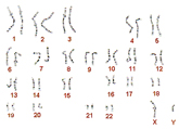 Chromosomes image