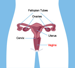 Cervix image