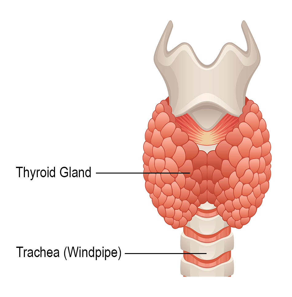 Thyroid Gland Diagram